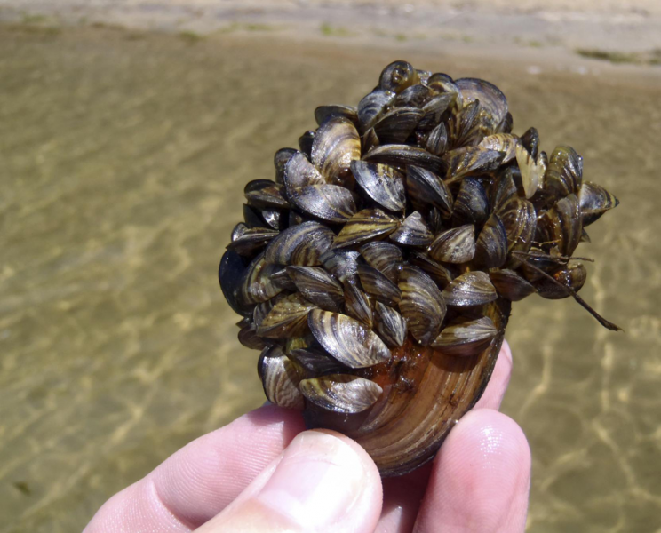 are zebra mussels harmful